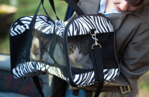 log cabin pets - Cat in travel cat carrier