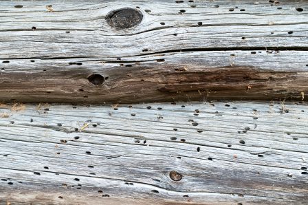 log cabins and termites